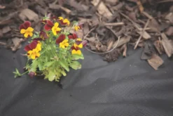 Apollo® Apollo Weed Control Fabric Roll 50 X 2m -Outdoor Garden Shop 63606 A2