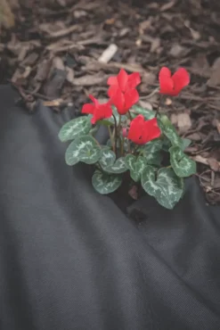 Apollo® Apollo Weed Control Fabric Roll 50 X 2m -Outdoor Garden Shop 63606 A3