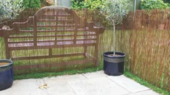 Apollo® Apollo Fern Roll-Up Screen 4 X 1m -Outdoor Garden Shop 992JG A2